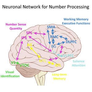 Quote for illustration: Number calculation is a demanding cognitive ability and is processed by a complex neuronal network. Kucian, K. (2016). Developmental Dyscalculia and the Brain. In D. B. Berch, D. Geary, & K. Mann Koepke (Eds.), Development of mathematical cognition: Neural substrates and genetic influences (Vol. 2, pp. 165-193). Amsterdam: Elsevier.